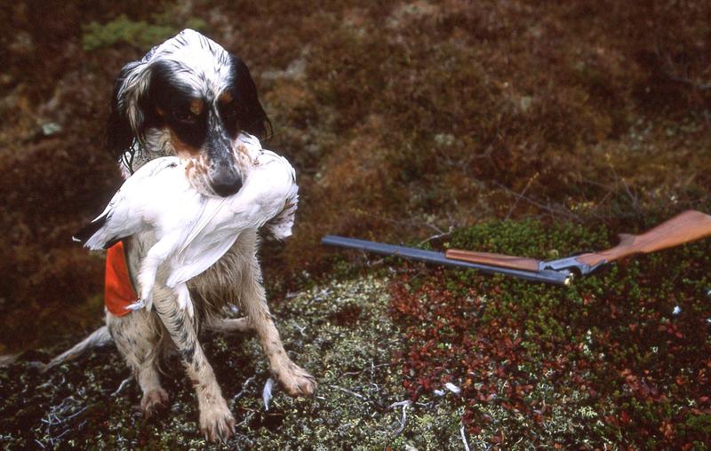 Fuglehundsporten i Norge: Tradisjon, rettsbrudd og demokrati i risiko