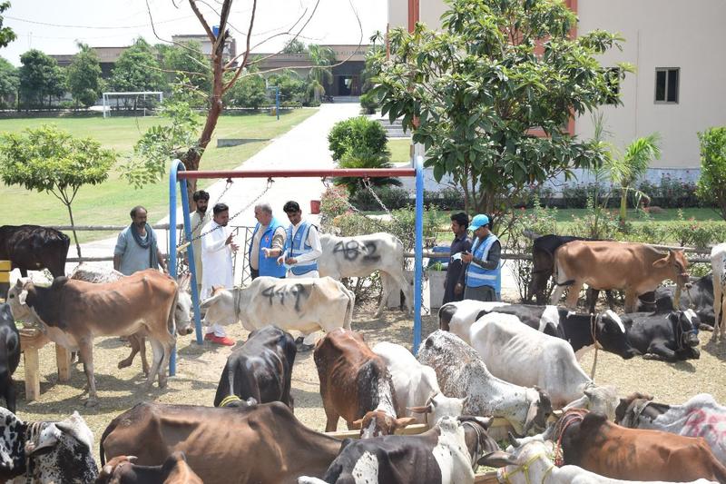 Rethinking Qurbani in Pakistan: Rising Costs, Shifting Trends, and a Call for Renewed Zeal