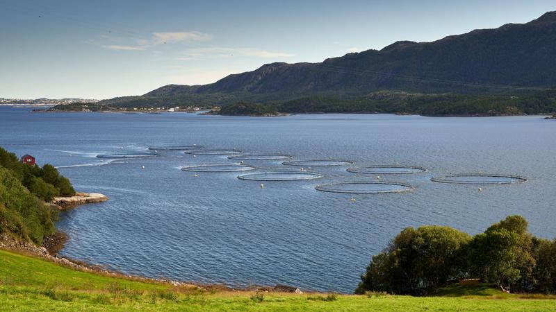 Salmonera Aquachile produce miles de toneladas en áreas protegidas sin permiso ambiental