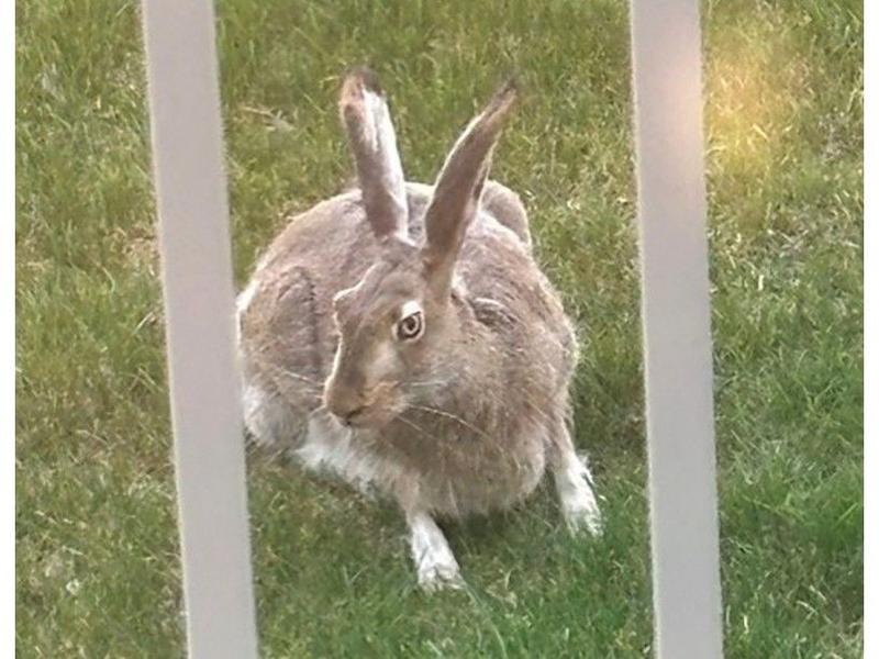 GARDEN CLIPPINGS: Best rabbit defence is a physical barrier