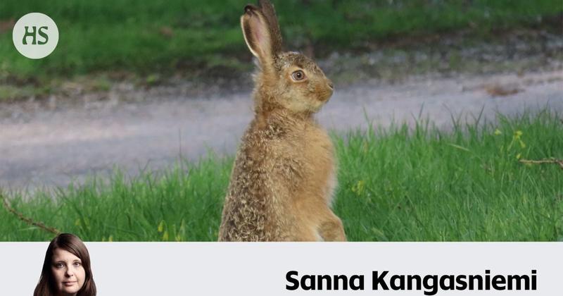 Parasta juuri nyt| Kiireinen uraihminen pelasti jäniksenpojan