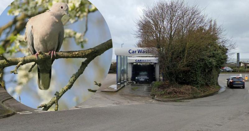 Nesting doves put kibosh on Tesco car wash in seaside town