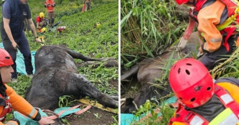 Horse rescued after getting stuck in ditch