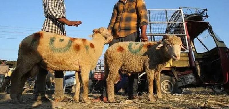 From Sacrifice to Storage: How Kashmir Keeps Eid Meat Safe