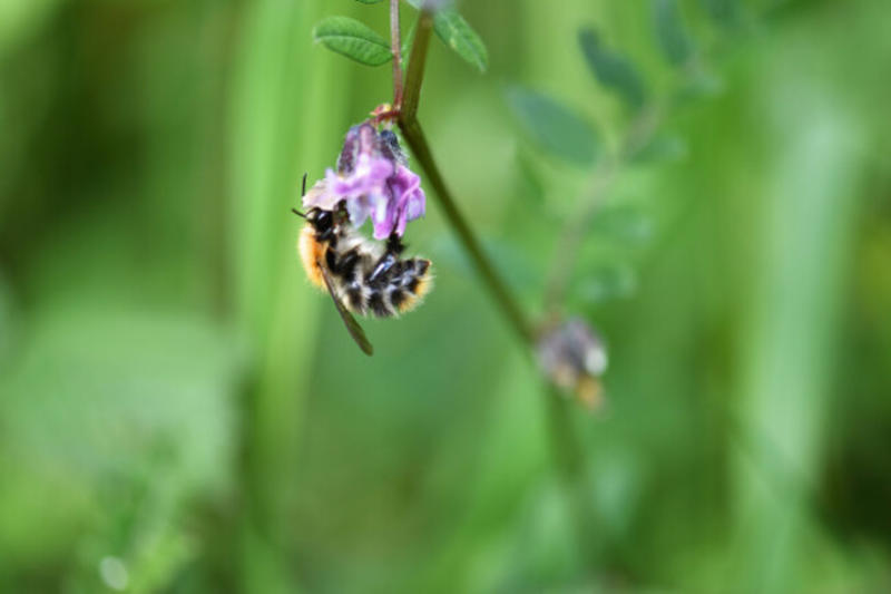 The Bee Guy: We're going global for bees - they need our help