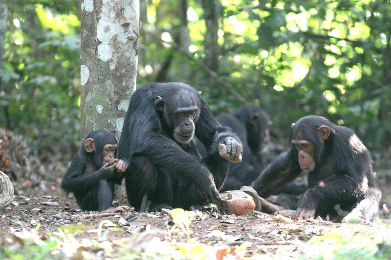Salvando a cultura dos primos da humanidade
