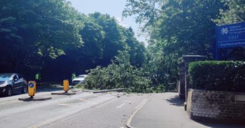 Fallen tree closes city road