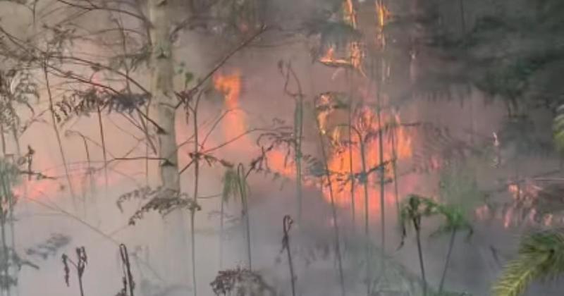 WATCH: Video shows devastation of large forest fire