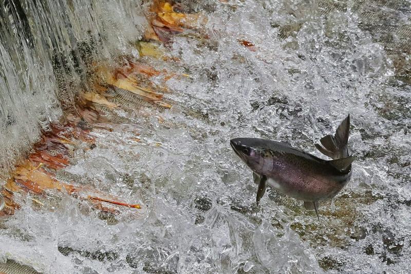 Habitat loss and over-exploitation are leading to a decline in salmon populations