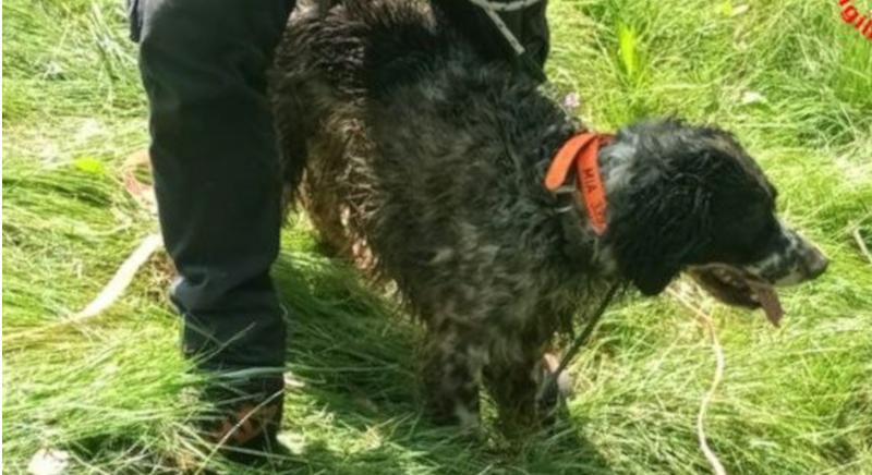 Cane inghiottito dalla terra: la lotta disperata di Mia e il salvataggio miracoloso: “Poteva finirci un bambino”