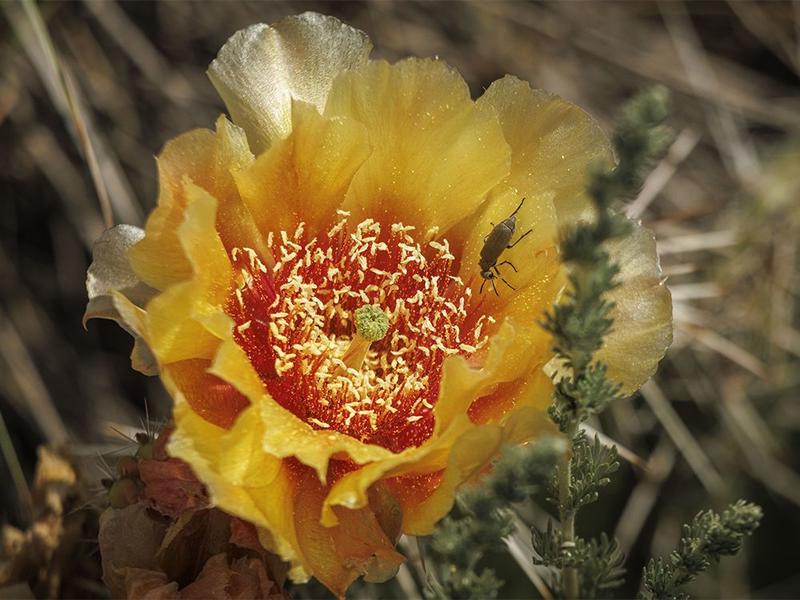 On the Road: From cactus blossoms to a raging storm
