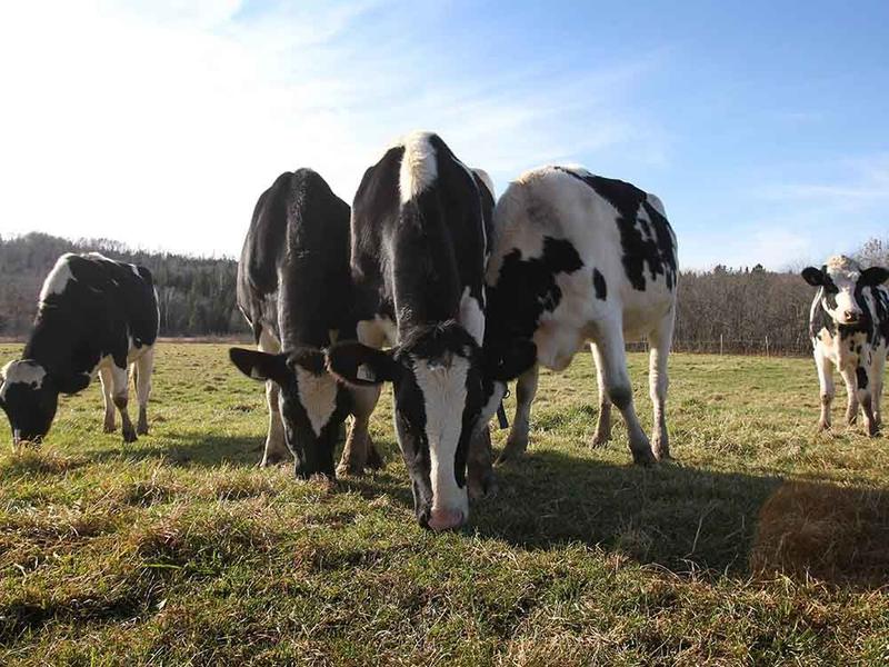 Opinion: We needed to get rid of the dairy cartel, not sanctify it in law