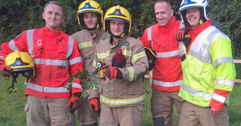 Parrot 'very happy to be rescued' after spending hours tangled at top of tree