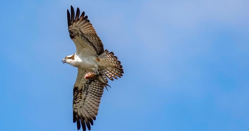 Bird of prey breed in Norfolk for first time in 250 years