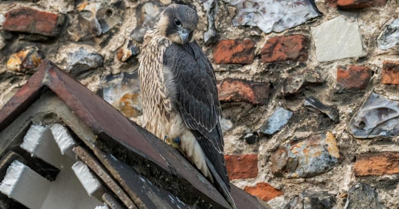 Broom used to rescue bird of prey after first flight from Norwich Cathedral