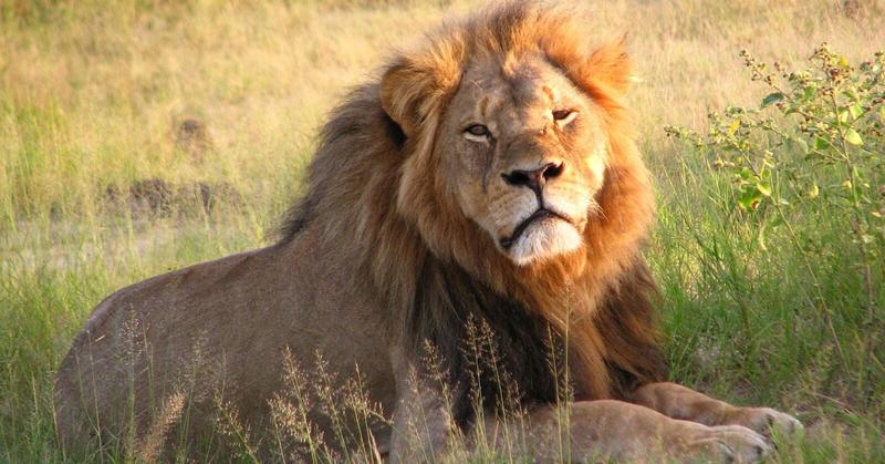 Keeping Cecil the 