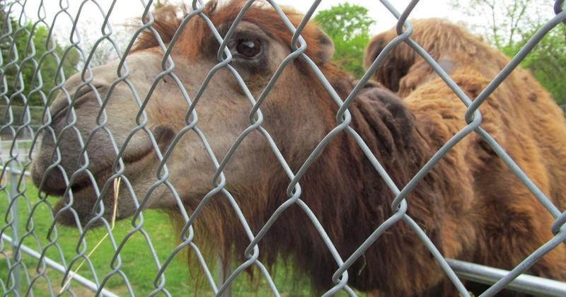 Alice the camel has …