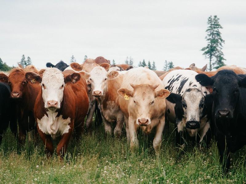 William Watson: Canada strong? On farm cartels, Canada pitiful