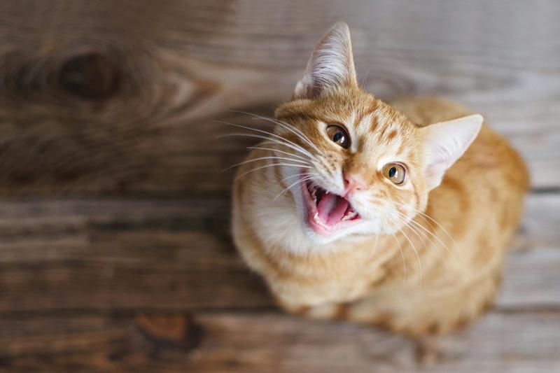 Is your cat vocal or quiet? The explanation could be in their genes