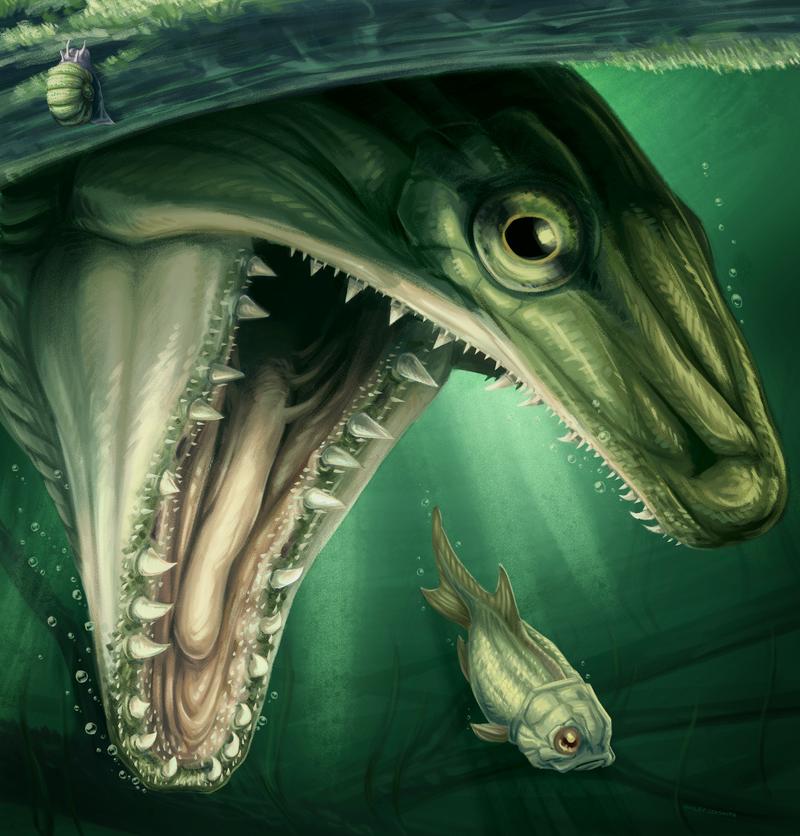 A chance discovery of a 365-million -year-old fossil reveals a new type of ray-finned fish