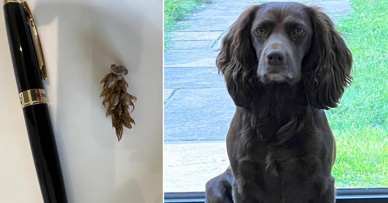 Dog left seriously ill and struggling to breathe after inhaling grass seed