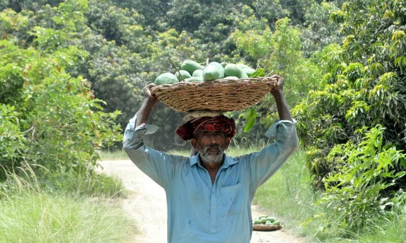 Malformation, pests and water shortage: The mango meltdown in Sindh