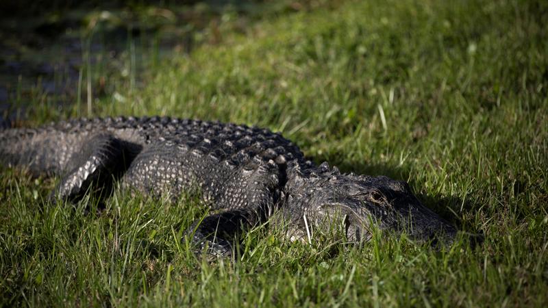 A detention facility in the Everglades? Gators would like a word.