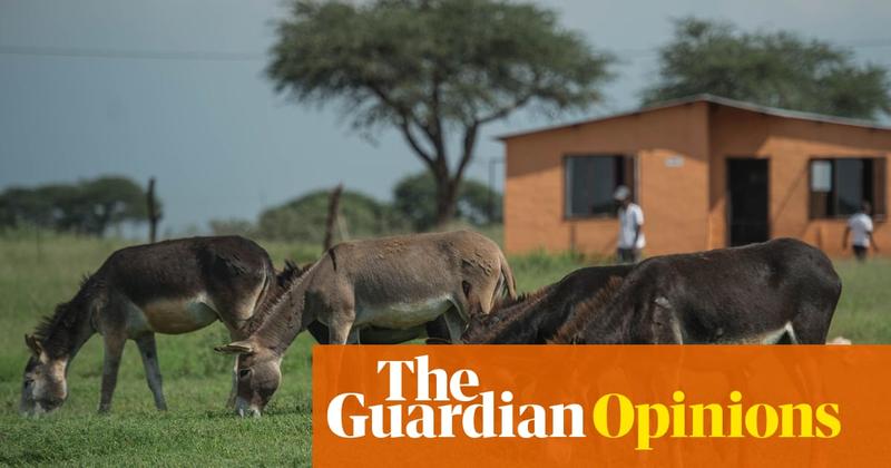 The Guardian view on China, Africa and disappearing donkeys: an unexpected crisis offers a clue to perils ahead