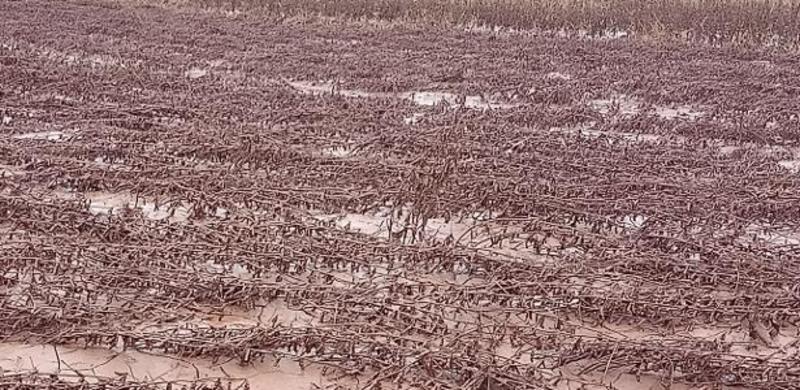 Seguro rural sofre cortes e é criticado por produtores