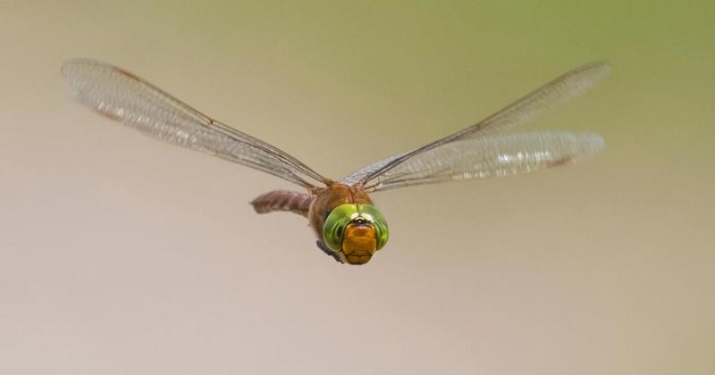 Stunning photo captures rare dragonfly on Norfolk Broads