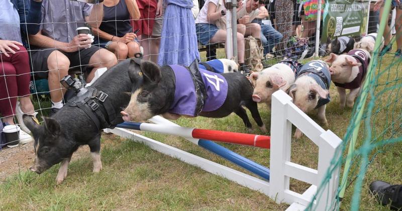 Some pig! Winners of this year's ham national at the Royal Norfolk Show revealed