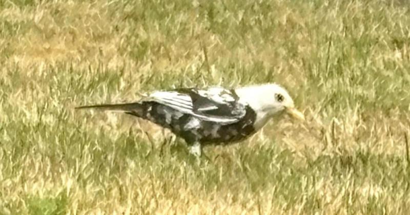 'Very beautiful' white blackbird spotted in garden