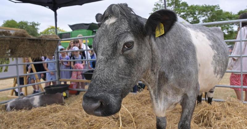 Organisers behind Royal Norfolk Show praise 'strongest' event since Covid