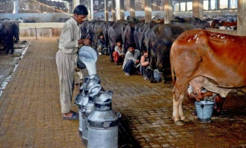 Dairy industry wants GST cut to 5pc