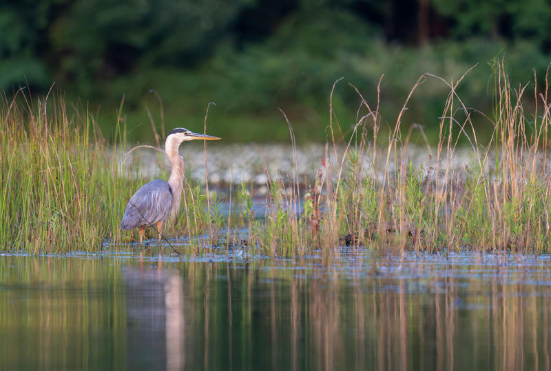 Wetlands don't just protect the natural environment. They're part of the business ecosystem, too.