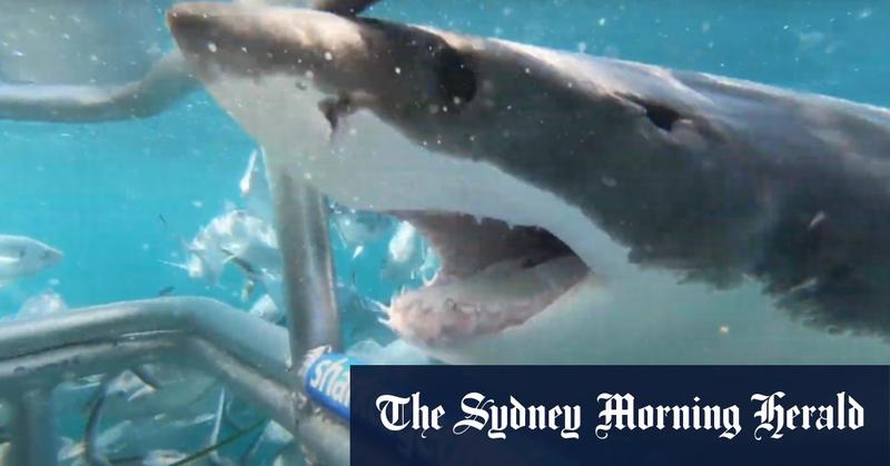 Great whites sharks: maybe they won’t need a bigger boat