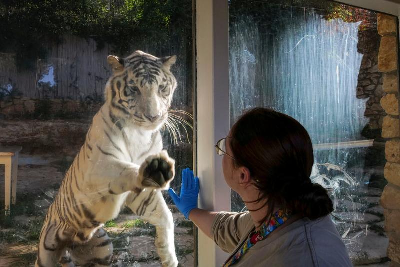 Days after end of Operation Rising Lion, Haifa zoo roars back into action