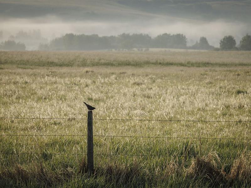 On the Road: From fog to frogs