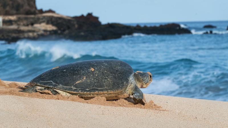 Une tortue de mer peut porter en elle l’équivalent de 10 balles de ping-pong en plastique