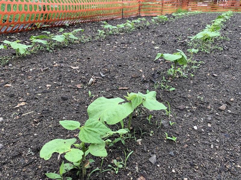 GARDEN CLIPPINGS: Tips I’ve learned from my neighbour