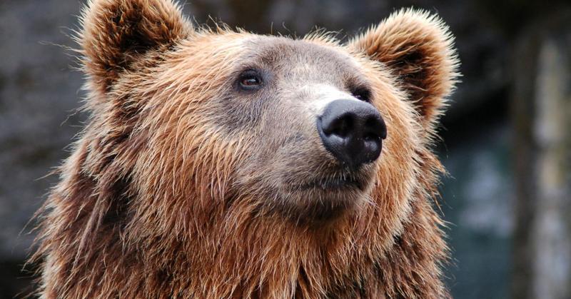 Revisiting Man vs. Bear and Women's Perception of Male Violence
