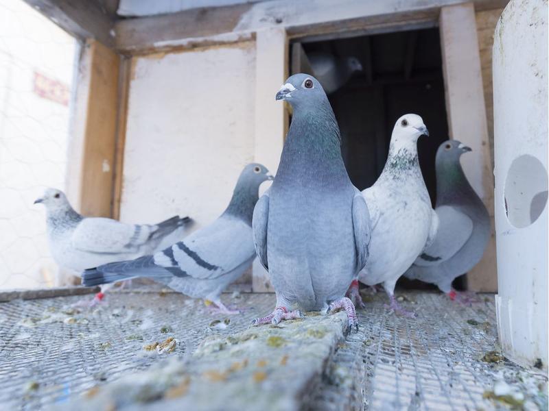 Mandryk: The old, columnist pigeon says good-bye ... and thank you