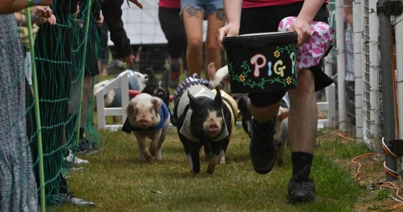 Pig ignorant? Farmers defend Norfolk Show's 'Ham National' from animal rights attack