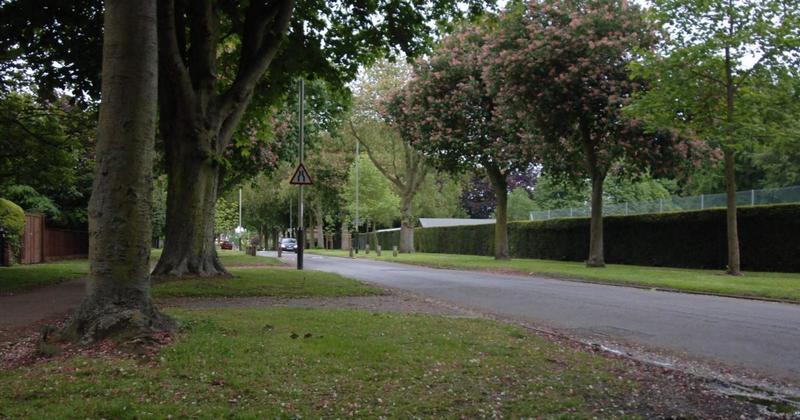 Concerns raised about safety of trees in one of city's most expensive streets