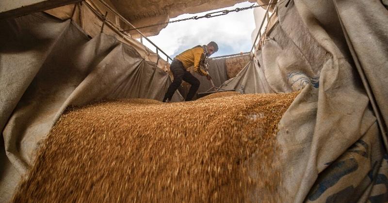 Syria's wheat war: drought fuels food crisis for 16 million