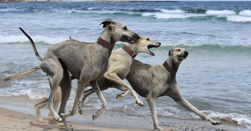 Dying breed: Tunisian dog lovers push to save age-old desert hound