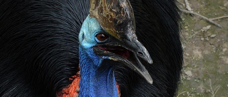 Family Dashes For Lives After Coming Across Deadly Bird