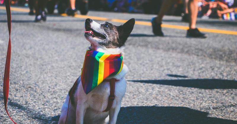 The LGBTQ+ Human-Animal Relationship