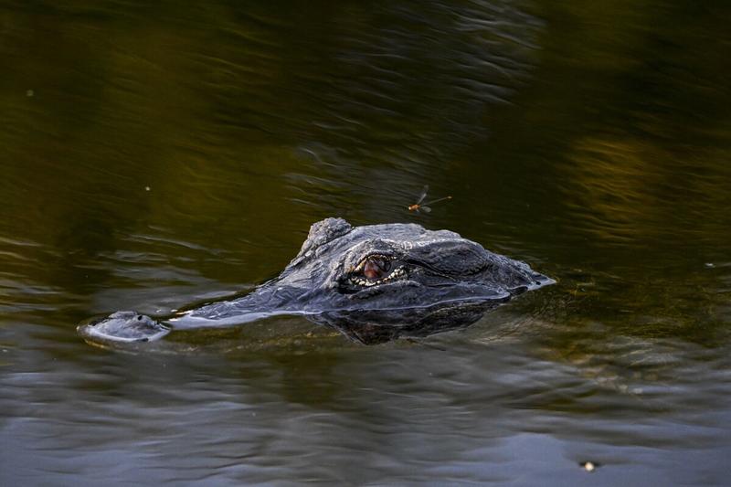 ‘Alligator Alcatraz’ Is a New Low