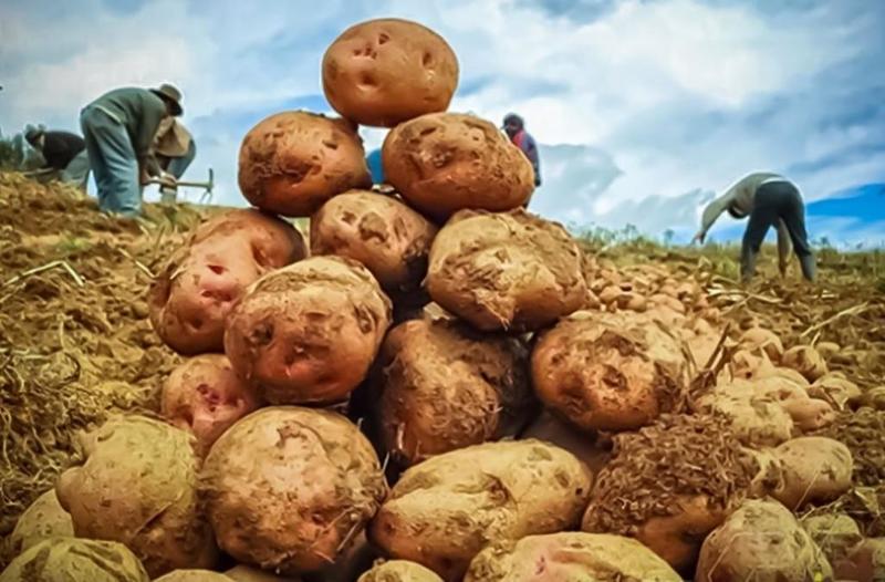Papa, pobreza y anemia: el ciclo que debemos cumplir